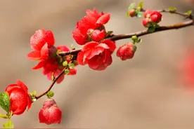 65岁大伯被50岁阿姨追求，结婚后才明白：她的爱太贵，怕了图片
