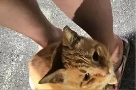 流浪猫打劫路人，不给猫粮就踩脚，网友：我想被踩！图片