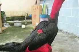 心痛！杭州男子丢了6只“战斗鸡”，每只能卖好几千！每天吃肉吃钙片，还洗澡图片