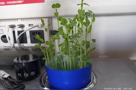 房车游记之青岛到哈密途中第11天：郑州、洛阳 20200515图片