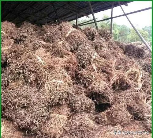 号称“秸秆之王”的花生秸秆，别当柴火烧了，每吨能卖一千多元！