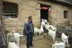 深山大叔买纯牛奶，自己不喝喂“送财娃娃”，一天干2小时赚6万图片