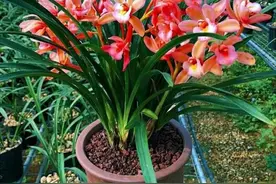 养了大半年的吊兰、铜钱草，秋天赶紧换盆修根，土里都没养分了图片