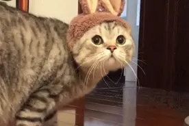 “我家猫干啥啥不行，囤货第一名！”图片