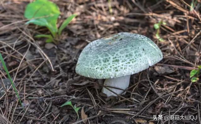 楚雄市南华县舌尖盛宴——菌子大全