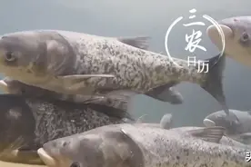 这种鱼是“武林高手”，请认准它的防伪标志图片