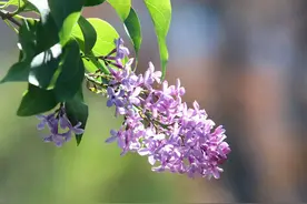 假期最后一天该收心啦！最美人间四月天，千年古刹寻静谧，丁香花开满园飘香！图片