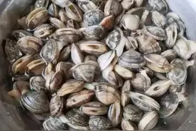 中国各省名优蛤蜊，你吃过几种？哈批久，吃嘎啦，看小曼图片