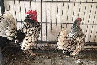 如何配制肉鸡各阶段日粮？