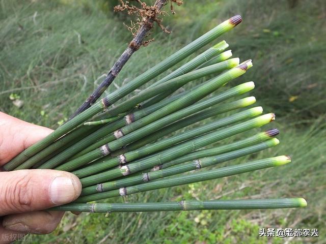 农村到处都是的“节节草”，没想到还有这么多的用途，了解一下吧