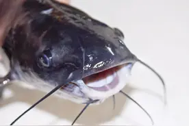 胡子鱼在广东已泛滥成灾，卖价不如白菜，白给都没人要图片