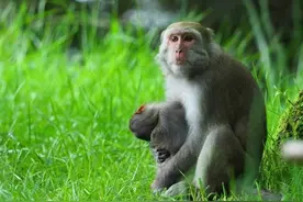 台湾玉山4个月大幼猴被游客撞死，5天来母猴抱着尸体觅食休憩，如今双双消失图片