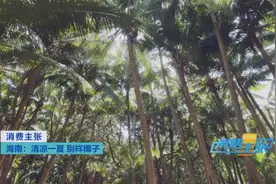 这个夏天来海南，品味不一样的椰子风情图片