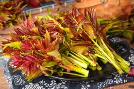 初春美味香椿芽图片