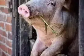 牧原的困惑(三)——美国养猪业带来的启示图片