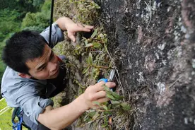 8座山头种植60万株石斛，6年过去花开，农村姐姐变身蜘蛛侠采摘忙图片