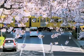 📍东京『中野通り』没有观光客人挤人，樱花搭配经典的黄色电车图片