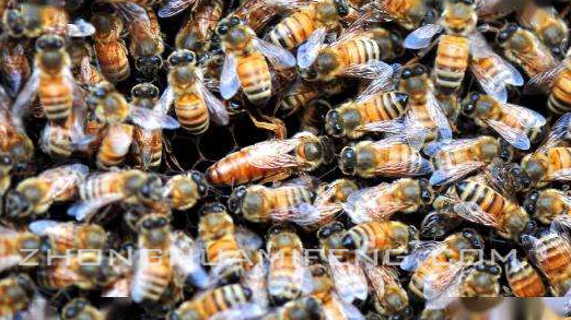 近亲交配与抗病力