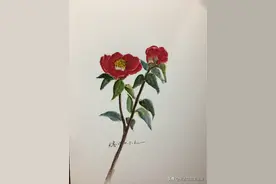 手绘美丽的山茶花图片