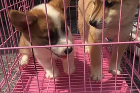 把柯基和柴犬关在一个笼子里，让我明白了一个道理图片