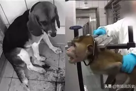 实验室里随意篡改数据，使这些动物所承受的痛苦完全失去了价值！图片