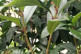 天热了就插这4种花，生根快长势好，一插一大盆图片