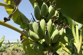 芭蕉花竟是种家常菜！这样做，花香十足还口感超棒→图片