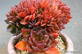 养了两年的多肉黑王子老桩突然就黑腐了？这个季节必然是养护不当图片
