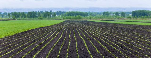 菌肥：农业的大师，各种常见微生物菌的不同作用及使用方法