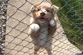 家有恶犬勿靠近，路人走近一看却笑坏了，这样的操作都可以吗？图片