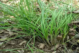 农村有机蔬菜，春之味之野葱图片