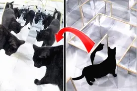 把猫放到镜子迷宫中会咋样？一路高智商行走，网友：我也试试！视频封面