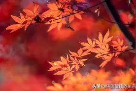 情绪低落、失眠抑郁，都是秋风“惹的祸”，秋日养生要牢记这三点，摆脱“秋天病”图片