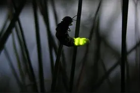 萤火虫的闪光有什么“特殊含义”吗它们的闪光能量从何而来？图片