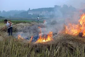 严禁农民焚烧油菜秸秆，可又没办法利用，究竟该怎么办？图片