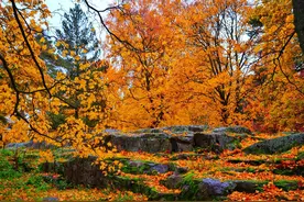 乘坐豪华邮轮旅游为何还要单独预定岸上观光游行程？图片
