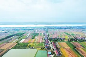 荆州区李埠镇：“一筐菜”托起产业半边天图片