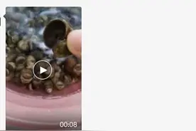 注意！多处水域出现这种大个螺蛳！千万别吃！严重可致痴呆！甚至死亡图片