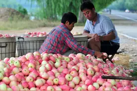 今年的苹果敢不敢贮藏？你听我说图片
