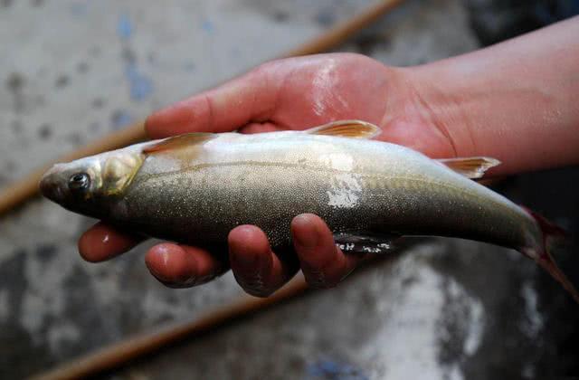 大理洱海鱼跳出水面(云南大理洱海有哪些鱼)-第10张图片