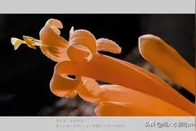 聊摄影，手机+自拍杆，隔空拍摄不能接近或是不敢接近的被摄主体图片