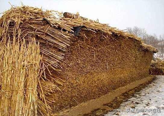 都说发酵饲料养猪好，好在哪？关于发酵饲料这些问题，你需要了解