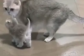 猫妈妈教孩子走路，四只脚各走各的，无从下脚迈步图片