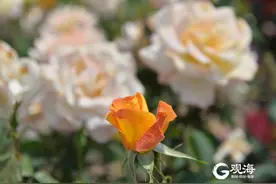 花海畅游！青岛这个公园玫瑰盛开图片