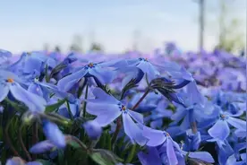 每周谚语 |“鱼和熊掌不可兼得”英语怎么说？图片