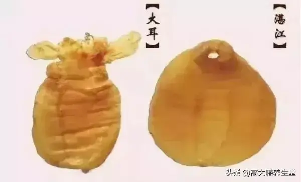 五大顶级花胶 2026年五大顶级花胶排名
