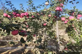 苹果：疏花疏果套袋拉枝图片