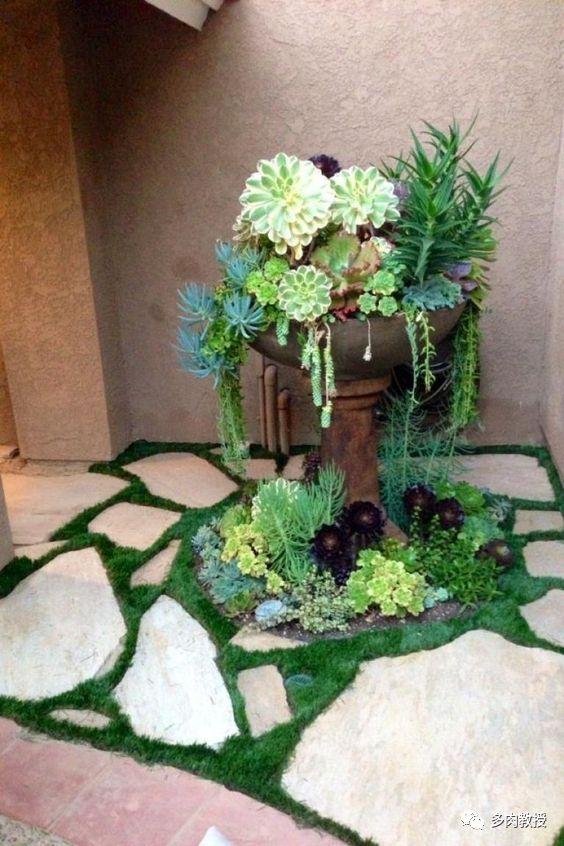 "加州"的多肉花园,养肉人的终极梦想!