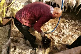 行走几千里剪羊毛，每天能赚五百元，就是太脏太累太辛苦图片
