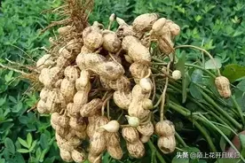 教你花生优质高产的小窍门：踩秧图片